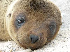 Galapagos 2-1-04 North Seymour Baby Sea Lion Close Up Just after landing on North Seymour, a baby sea lion and his older sibling walked across our path. The baby sea lion was very cute, and nestled at our feet.